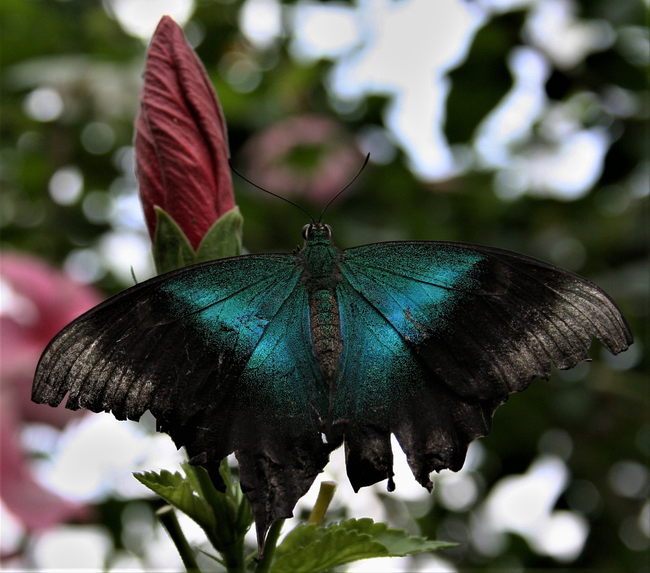 butterfly nature outdoors free photo