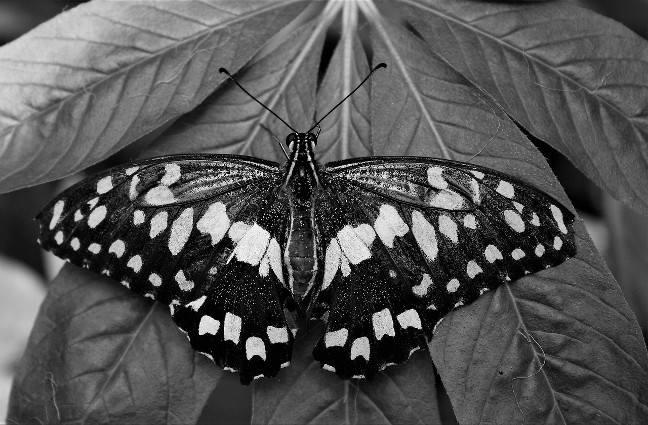 butterfly insect nature free photo