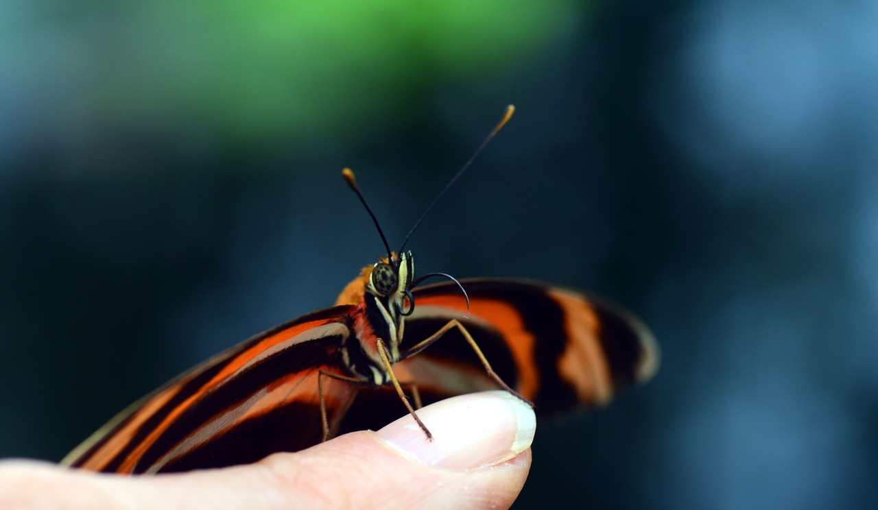 butterfly small tender free photo