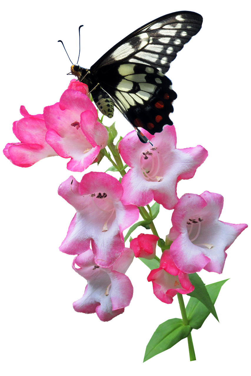 butterfly flower summer free photo