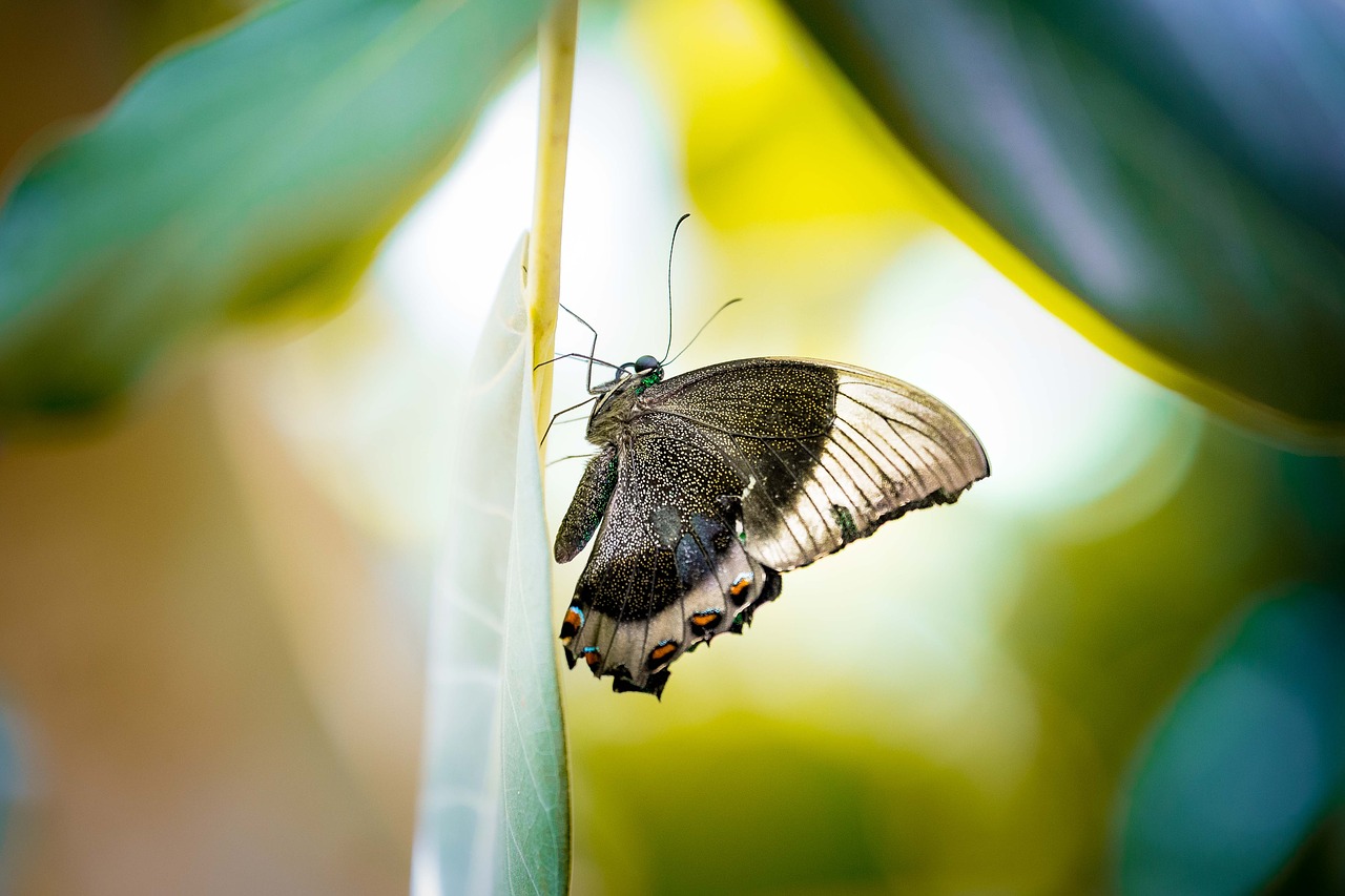 butterfly nature insect free photo