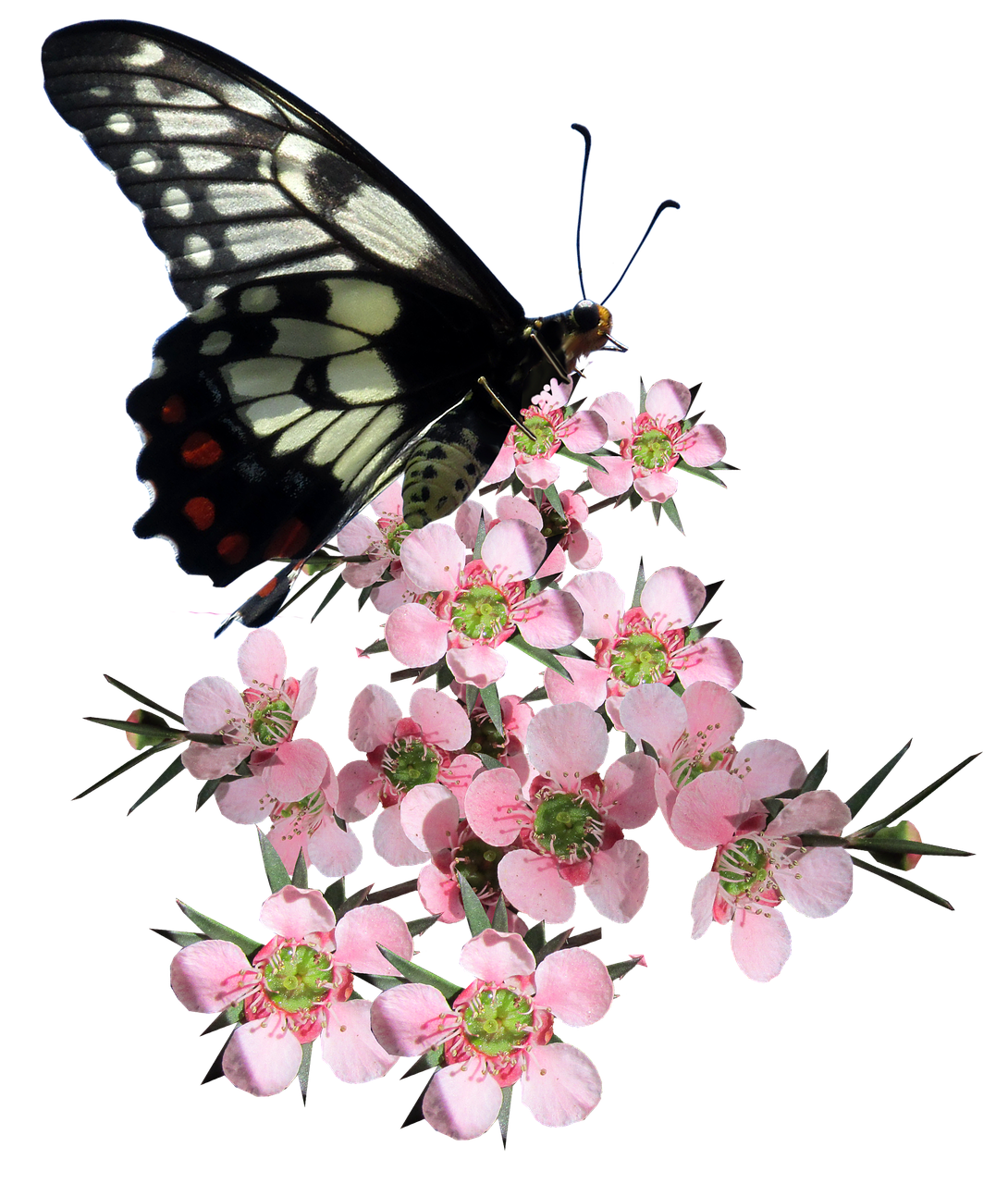 butterfly tea tree flower free photo