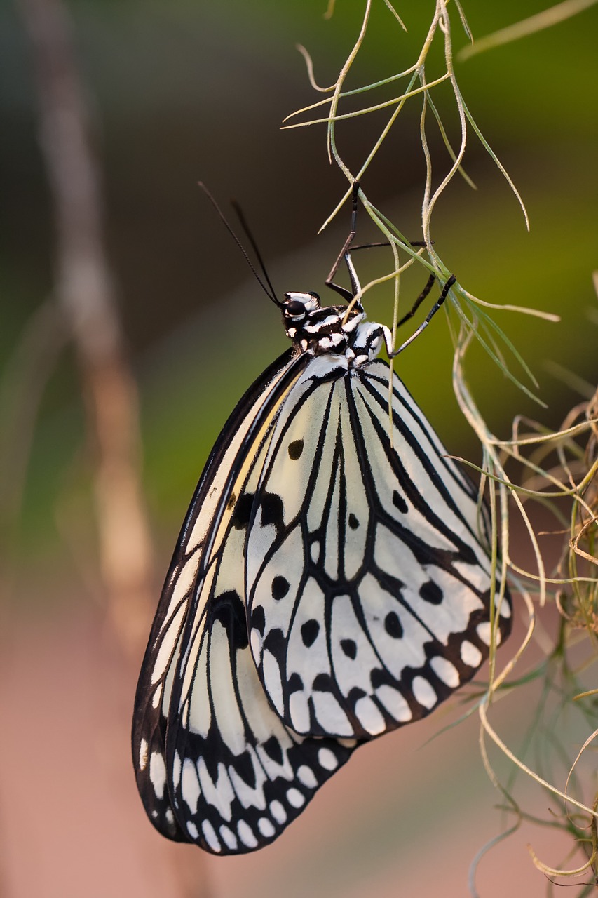 butterfly baumnymhe insect free photo