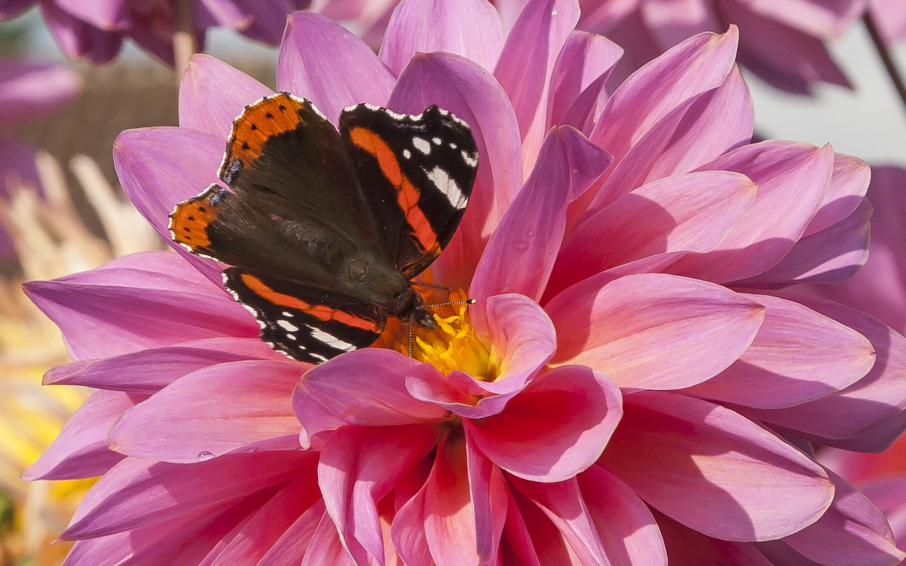 butterfly dahlia flower free pictures free photo