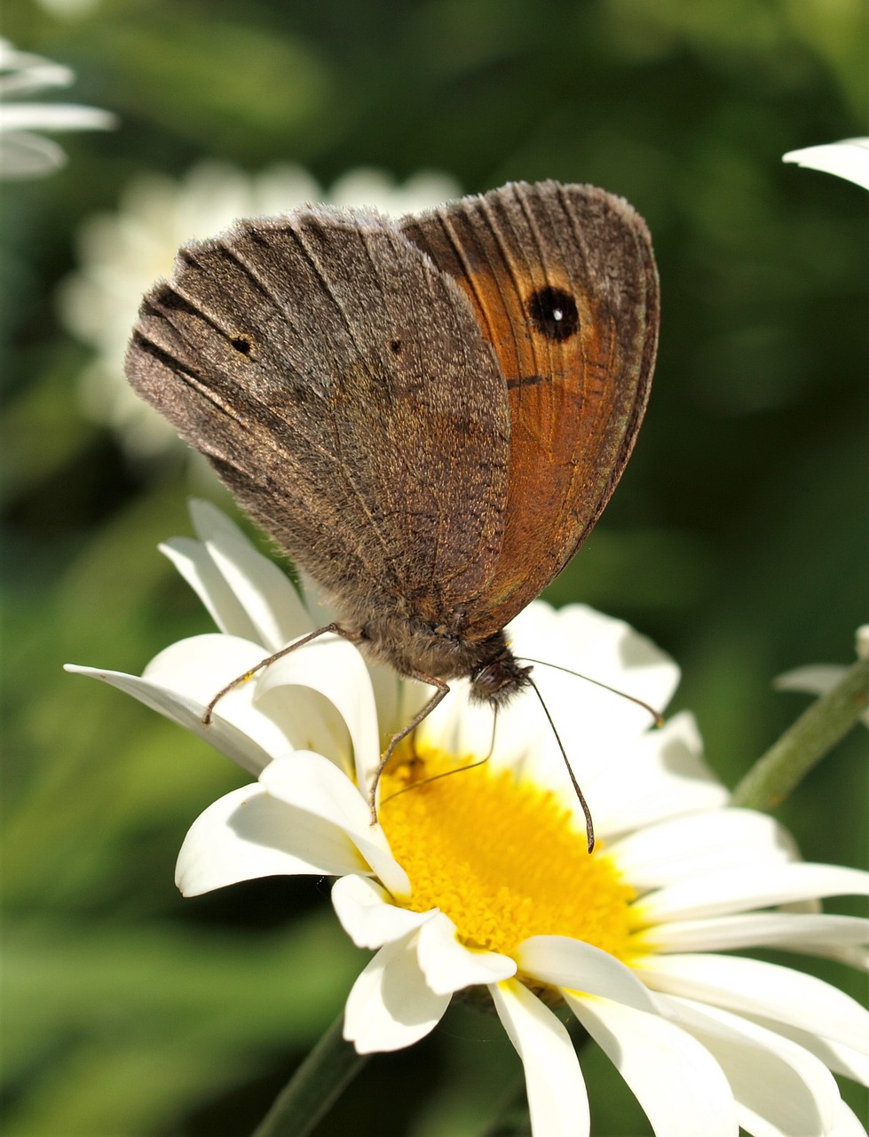 butterfly insect nature free photo