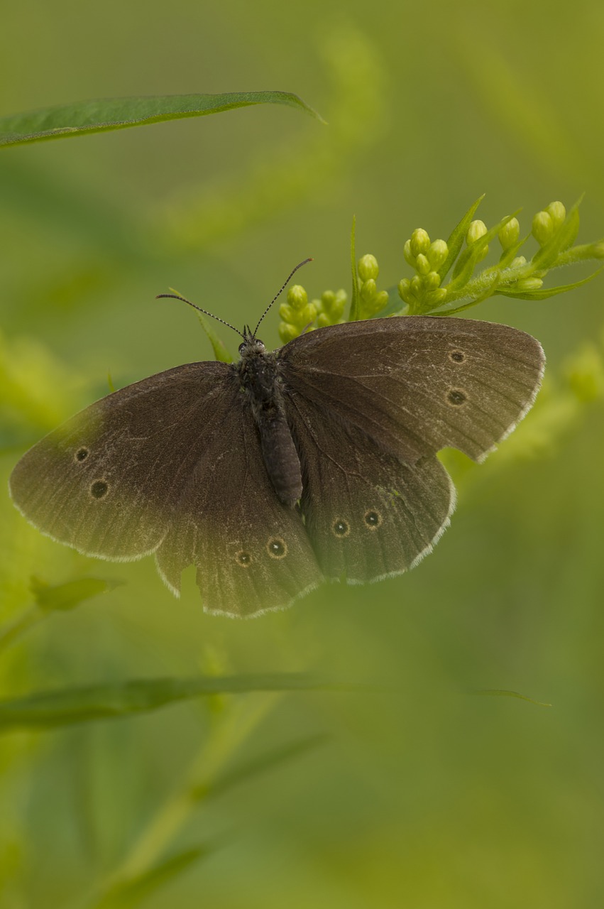 butterfly nature insect free photo