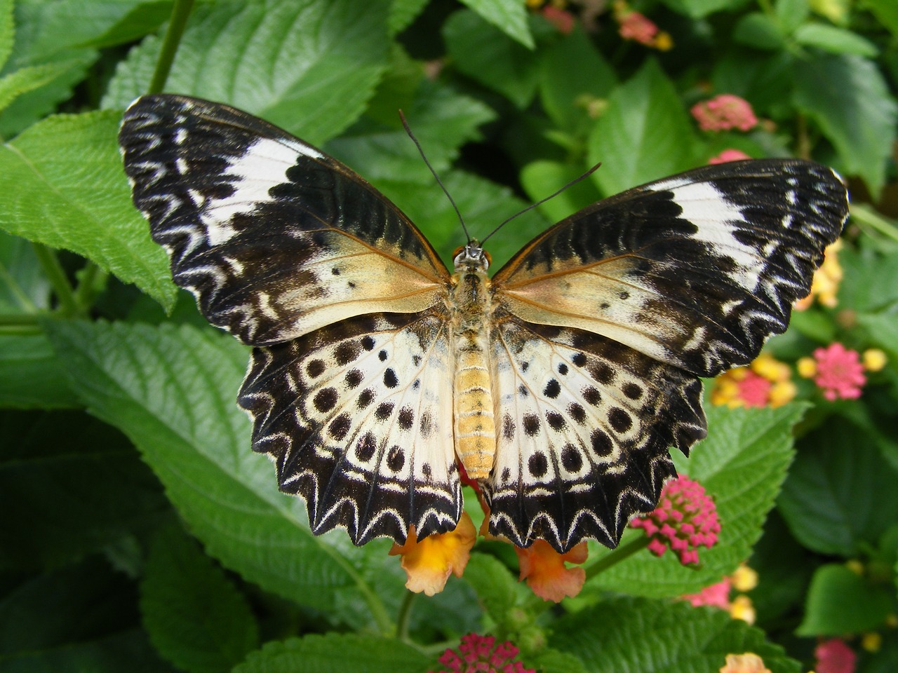 butterfly nature insect free photo