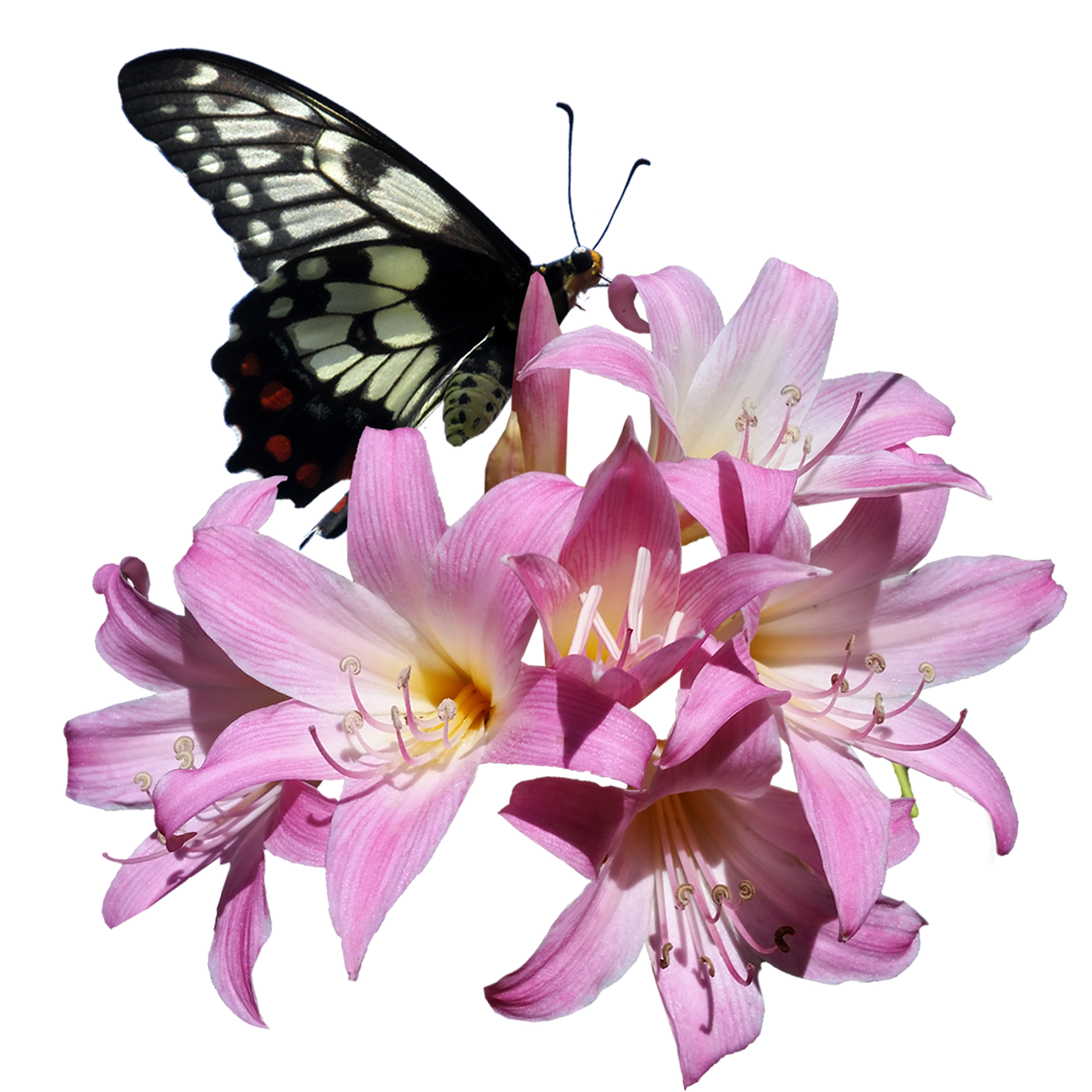 butterfly belladonna lily free photo