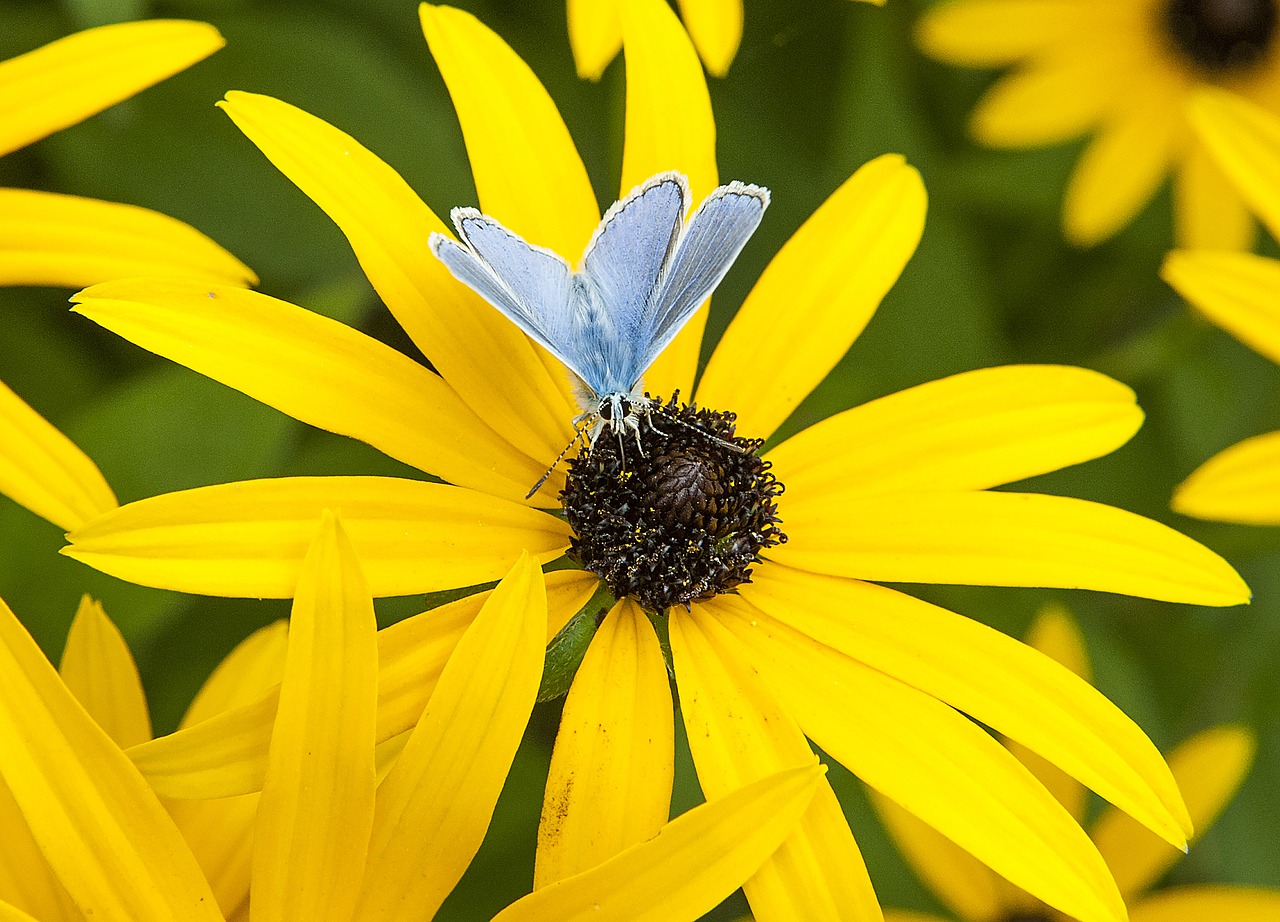 butterfly blue yellow flower free photo