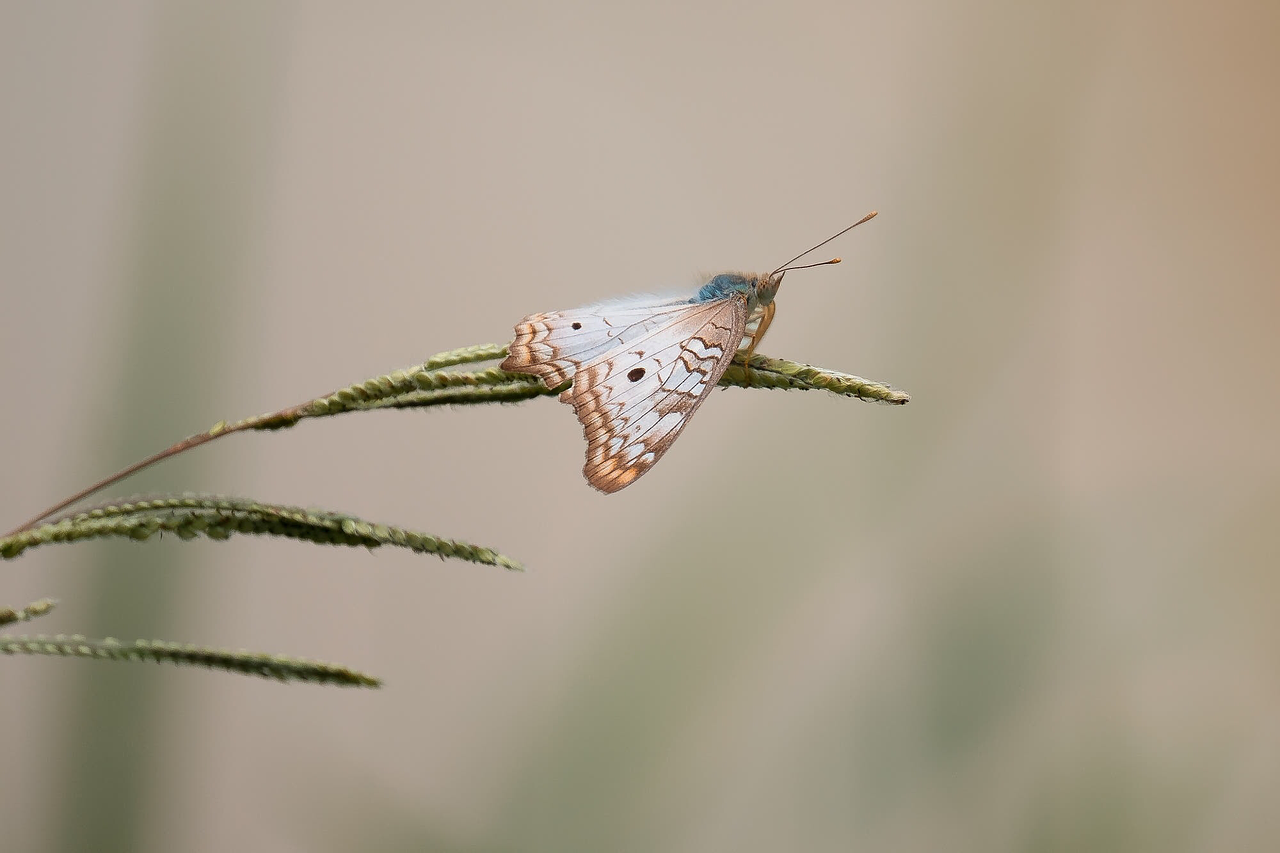 butterfly wildlife flower free photo