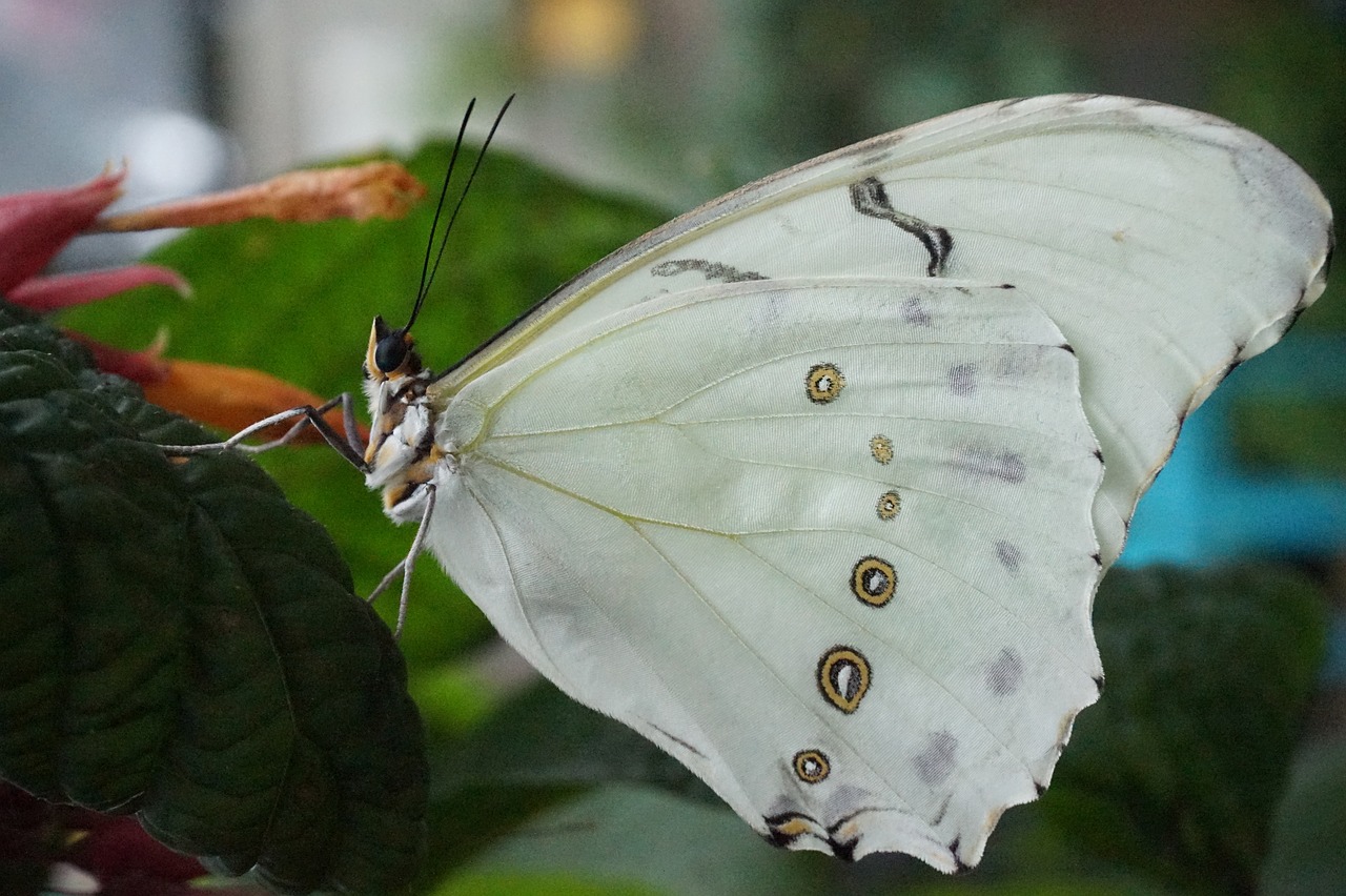 butterfly nature insect free photo