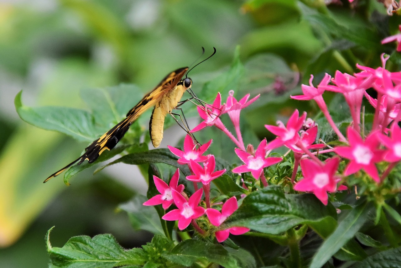 butterfly schwalbenschwänzchen insect free photo