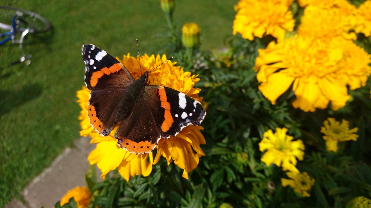 butterfly free pictures  free photos free photo