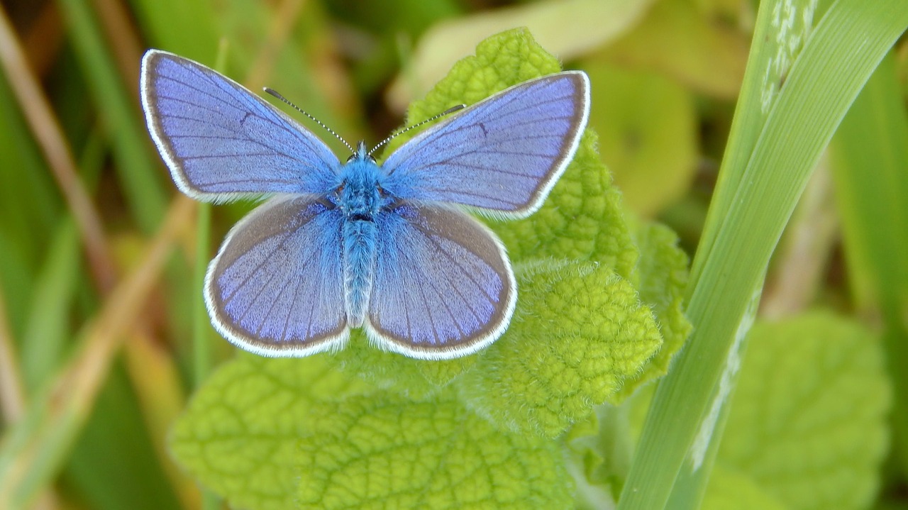 butterfly blue nature free photo