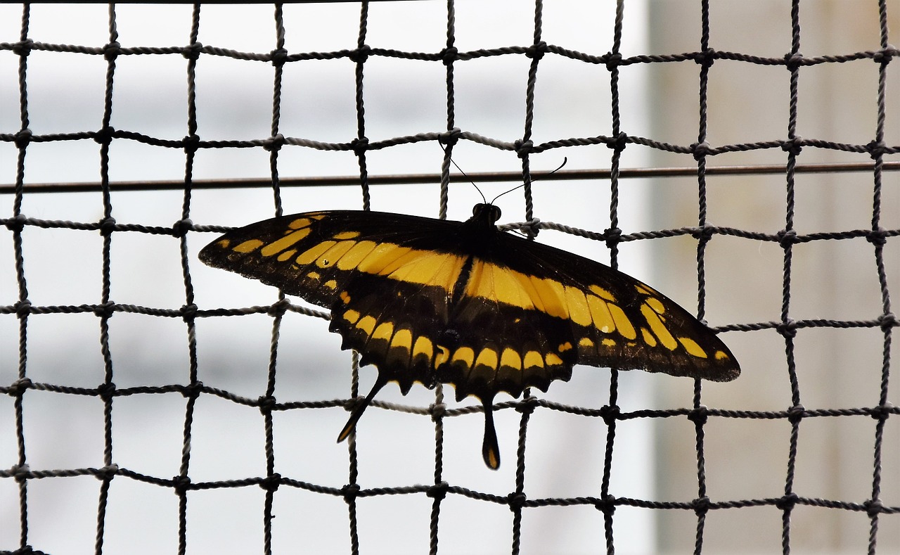 butterfly schwalbenschwänzchen insect free photo