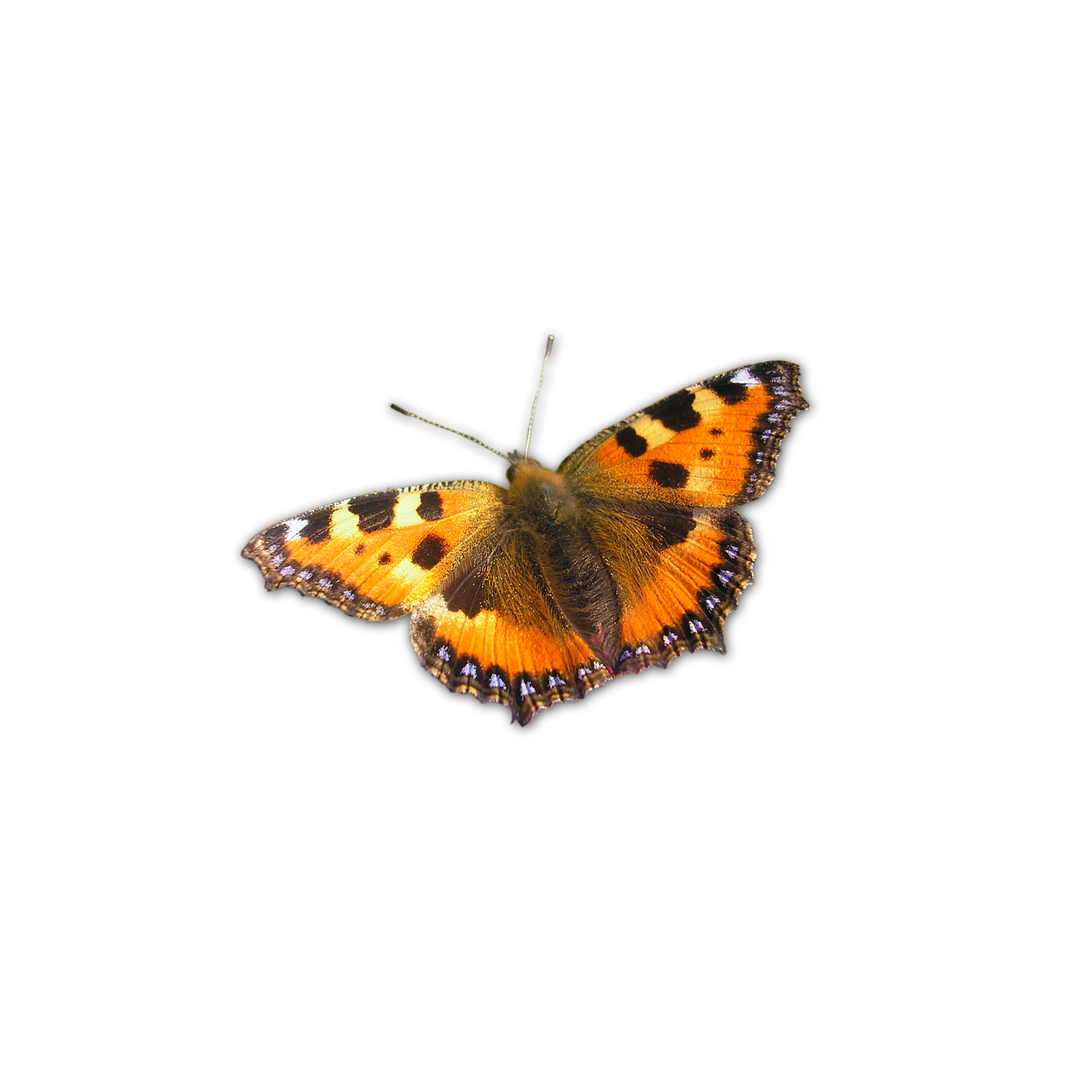 butterfly orange nature free photo