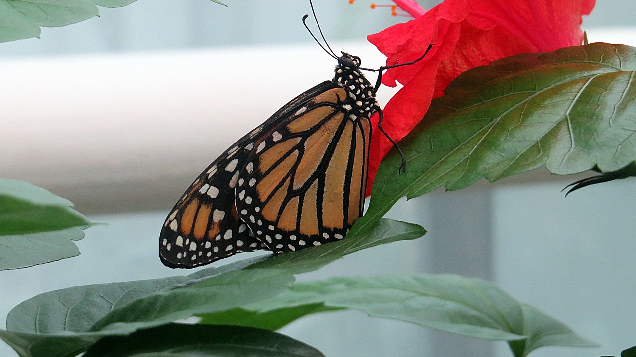 butterfly insect nature free photo