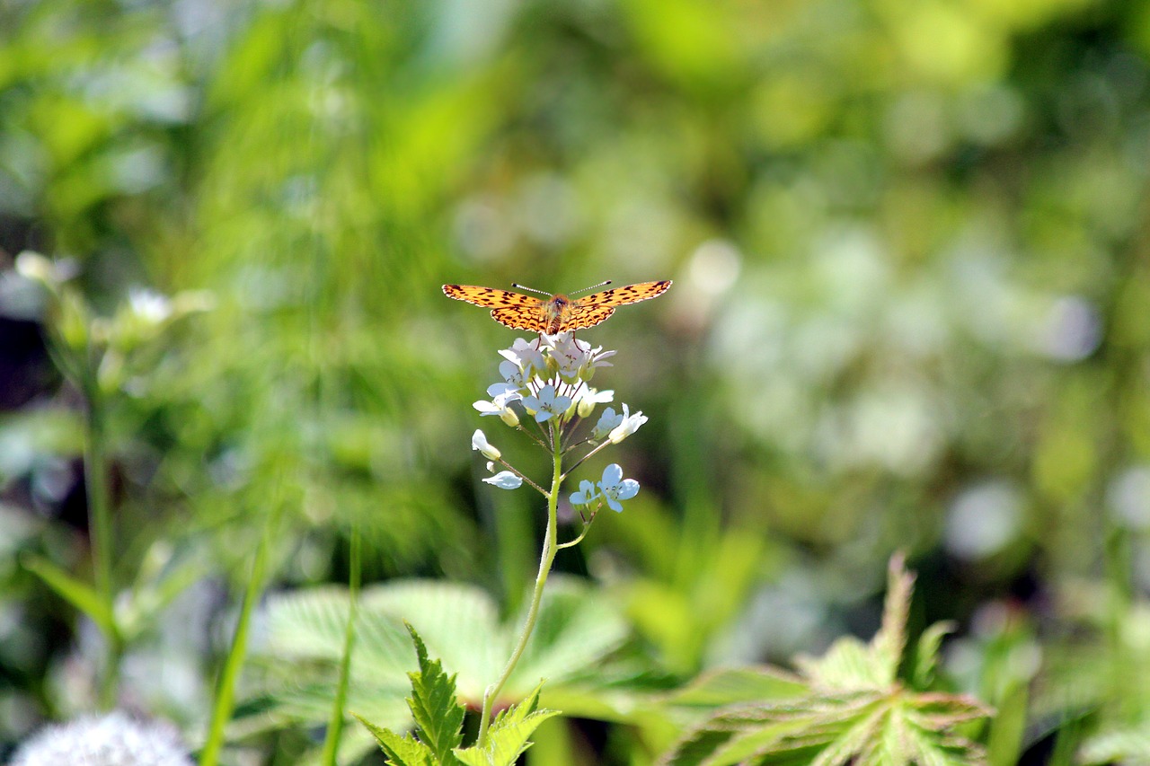 butterfly summer nature free photo