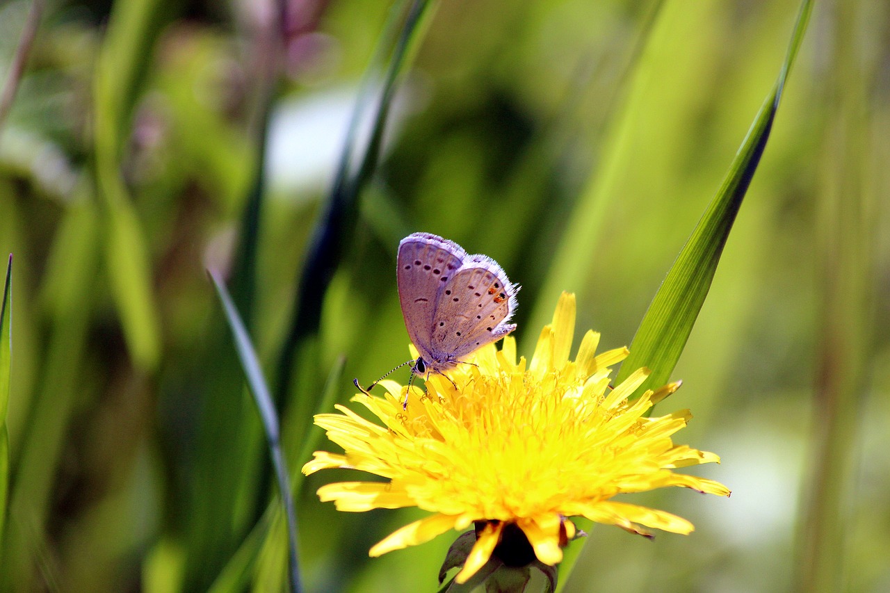 butterfly blue nature free photo