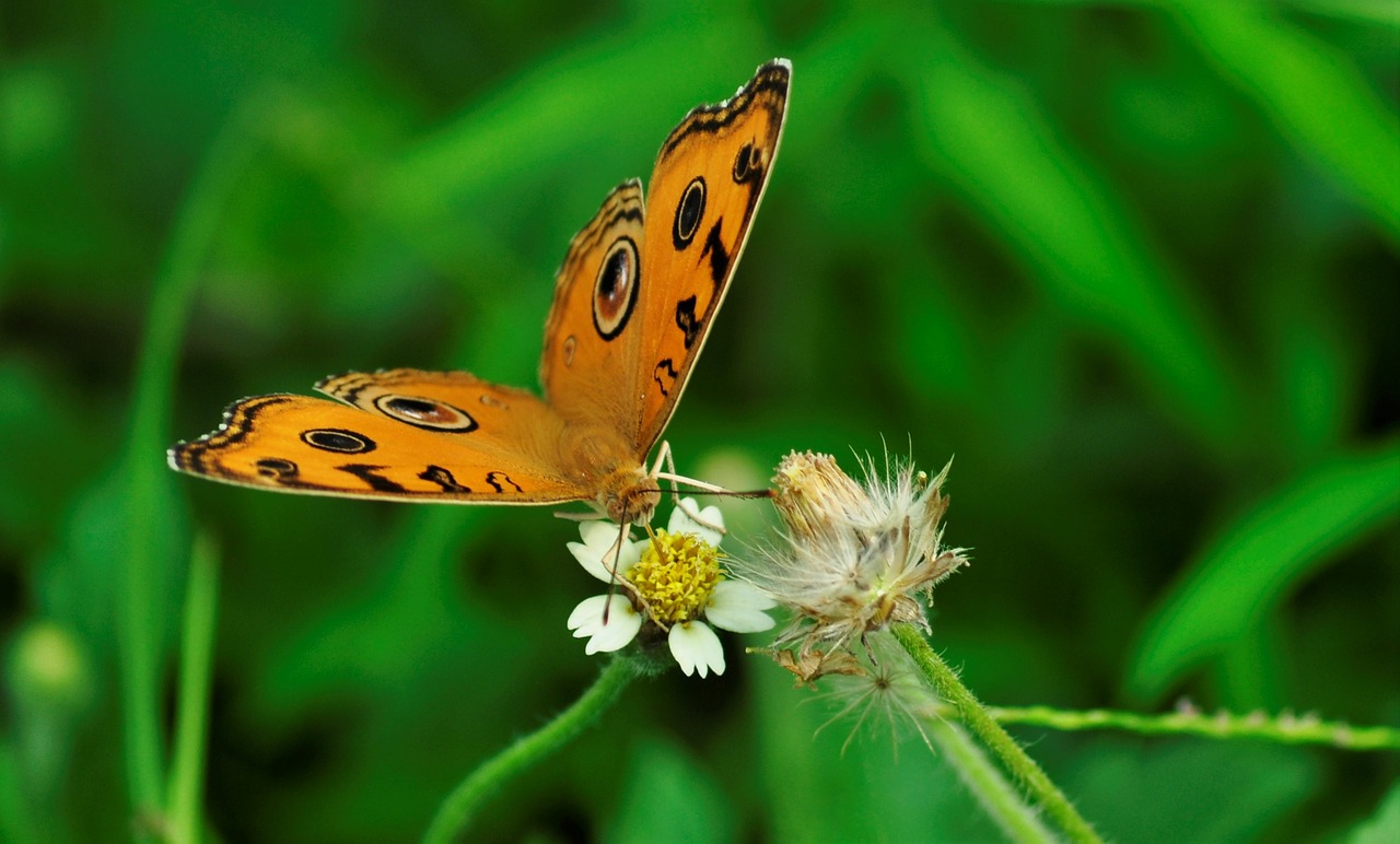 butterfly nature insect free photo