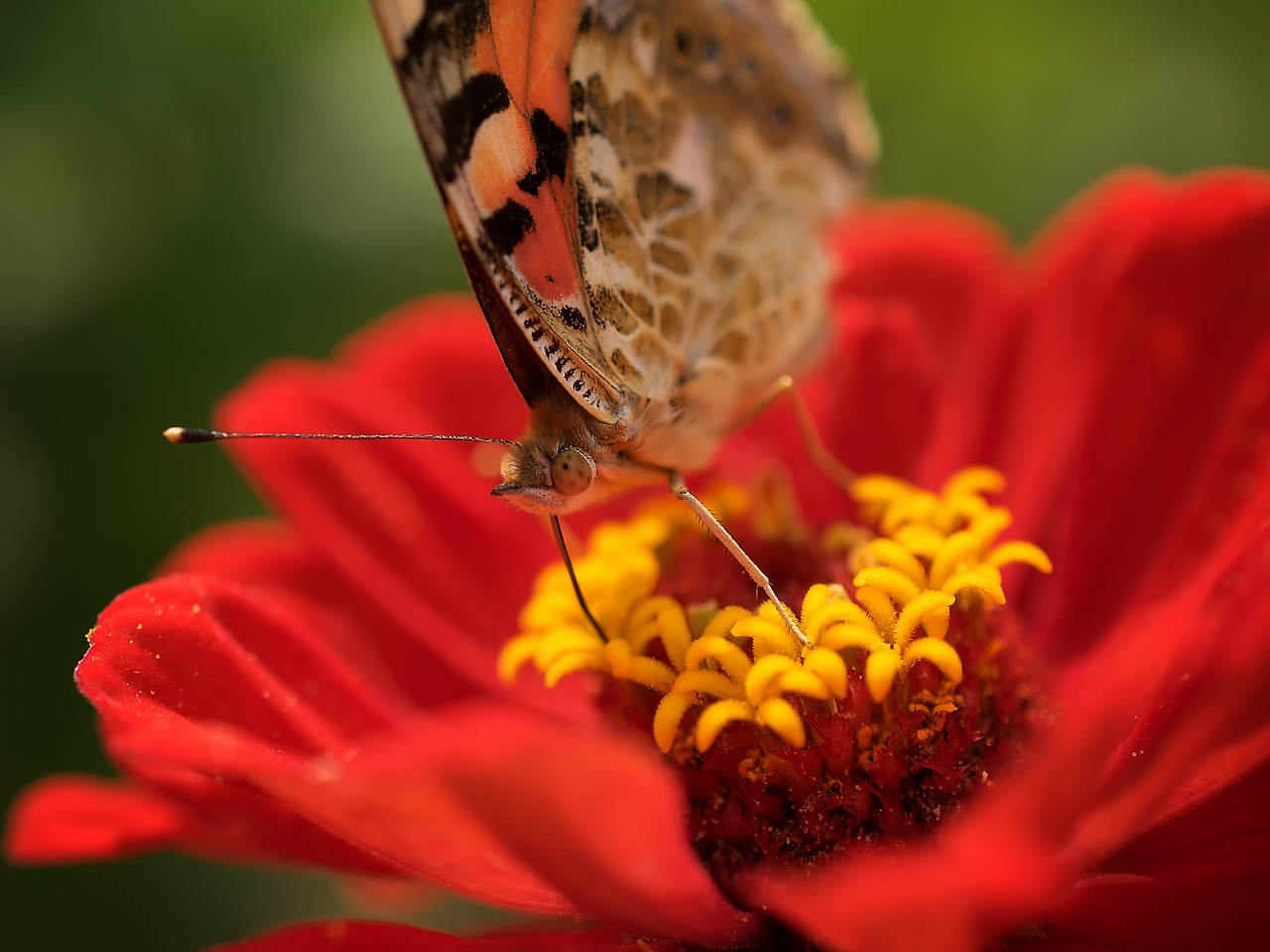 butterfly flower nature free photo