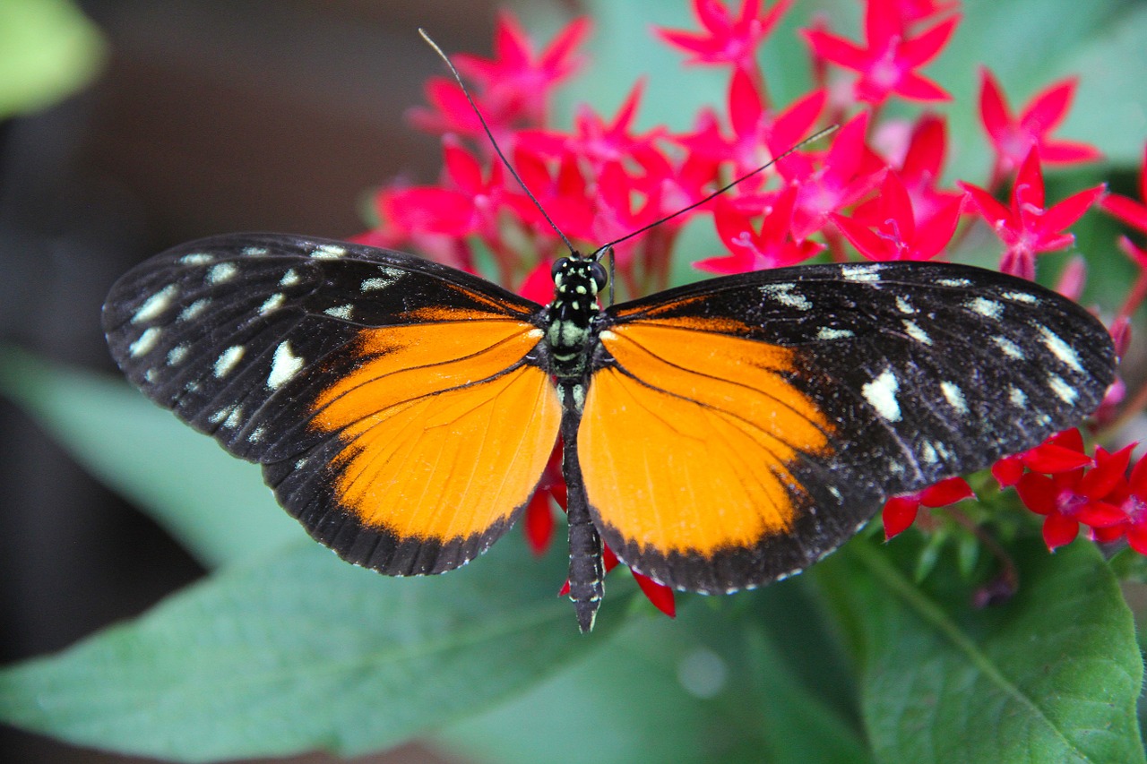 butterfly insect flower free photo