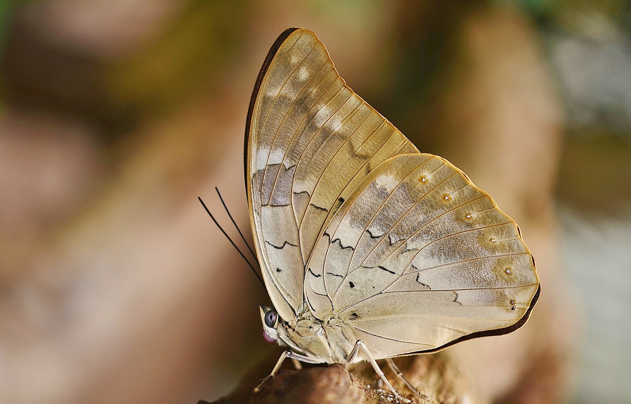 butterfly animal wing free photo