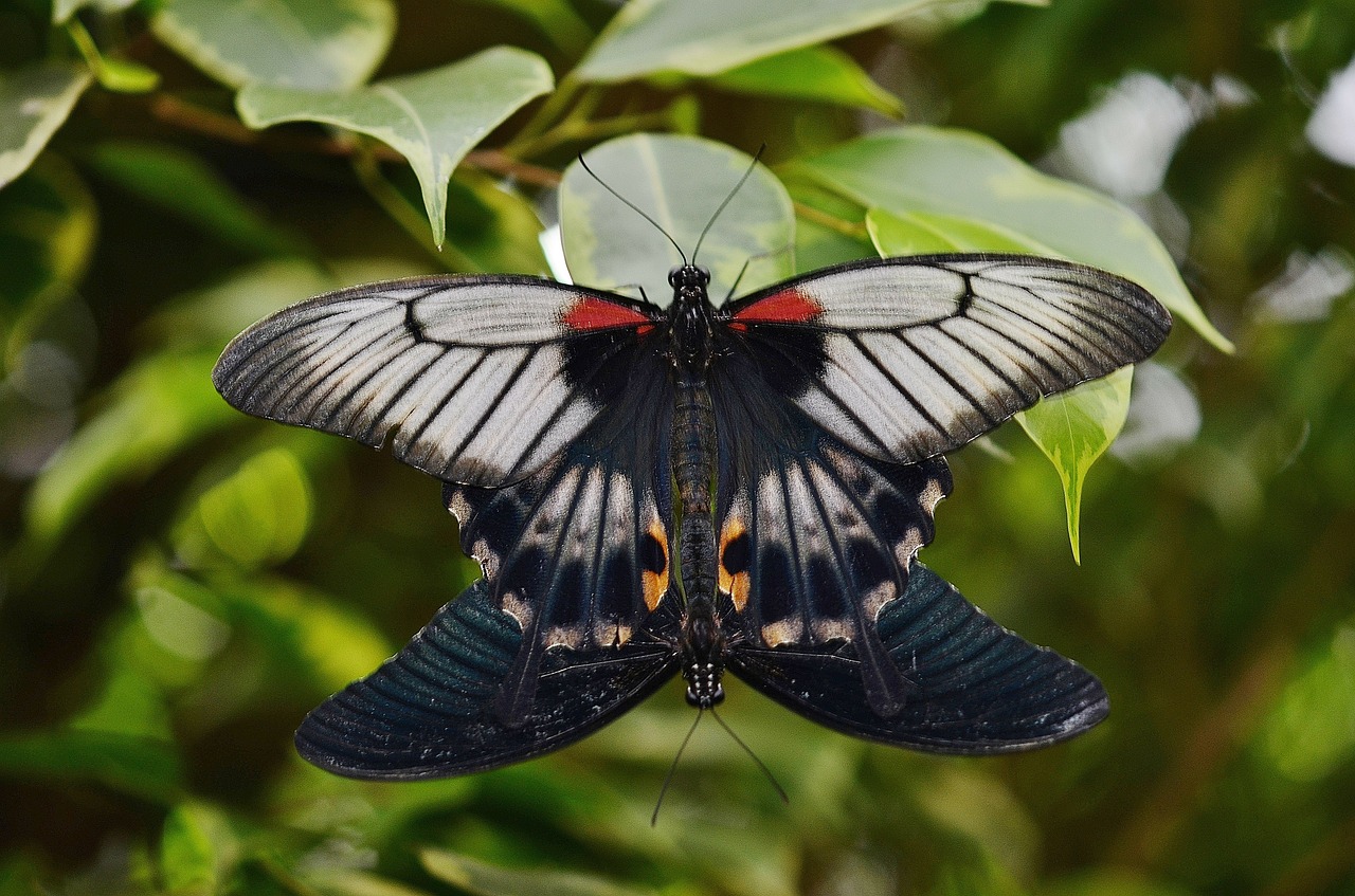 butterfly mating copulation free photo