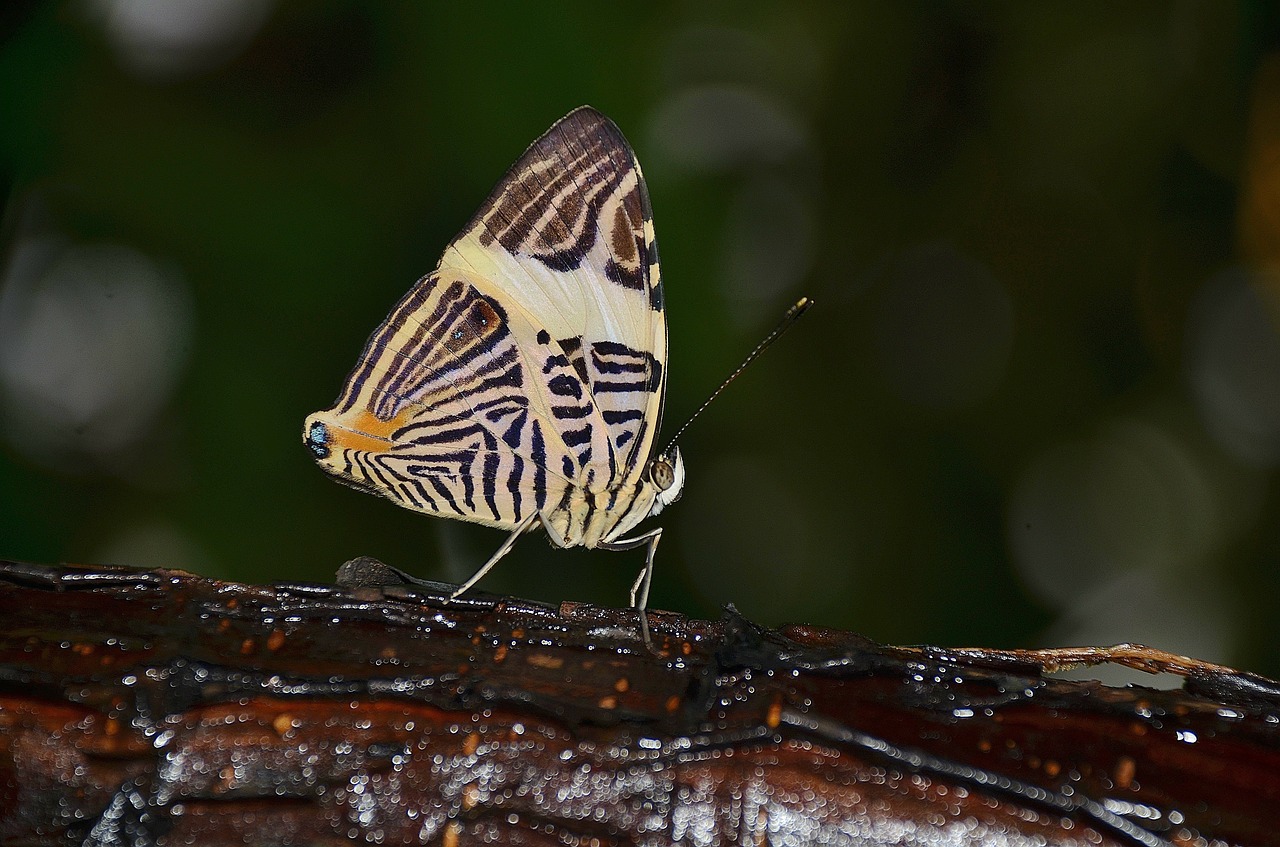 butterfly animal wing free photo