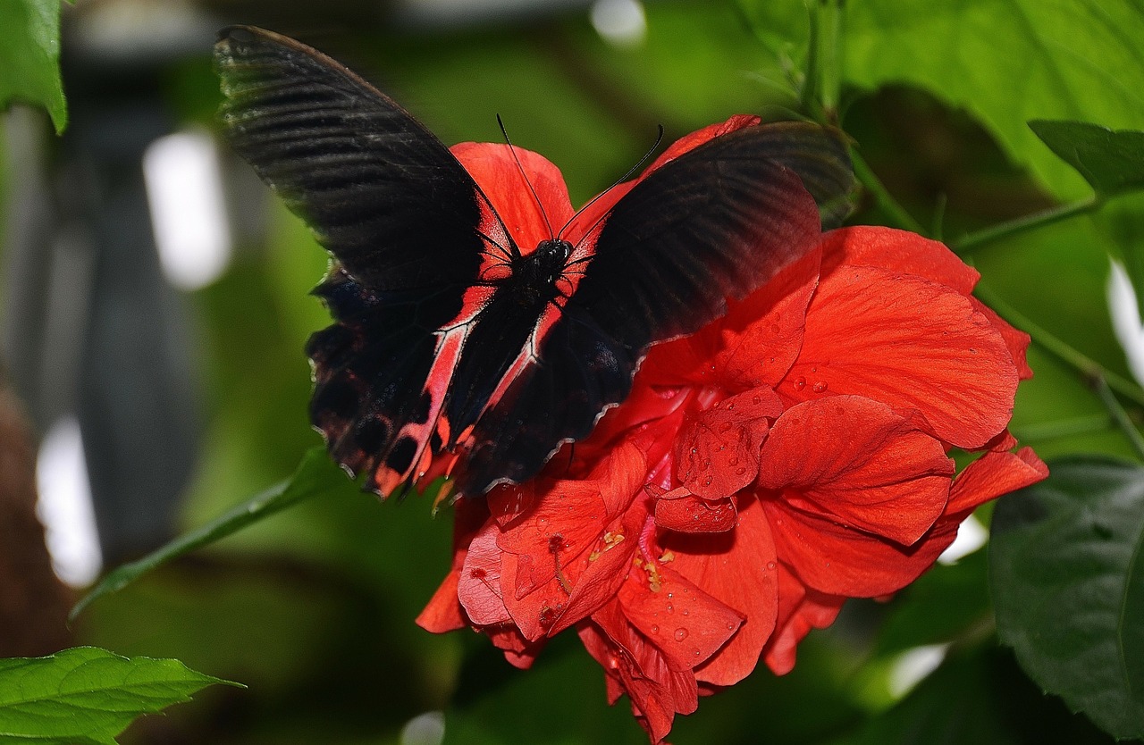 butterfly animal wing free photo