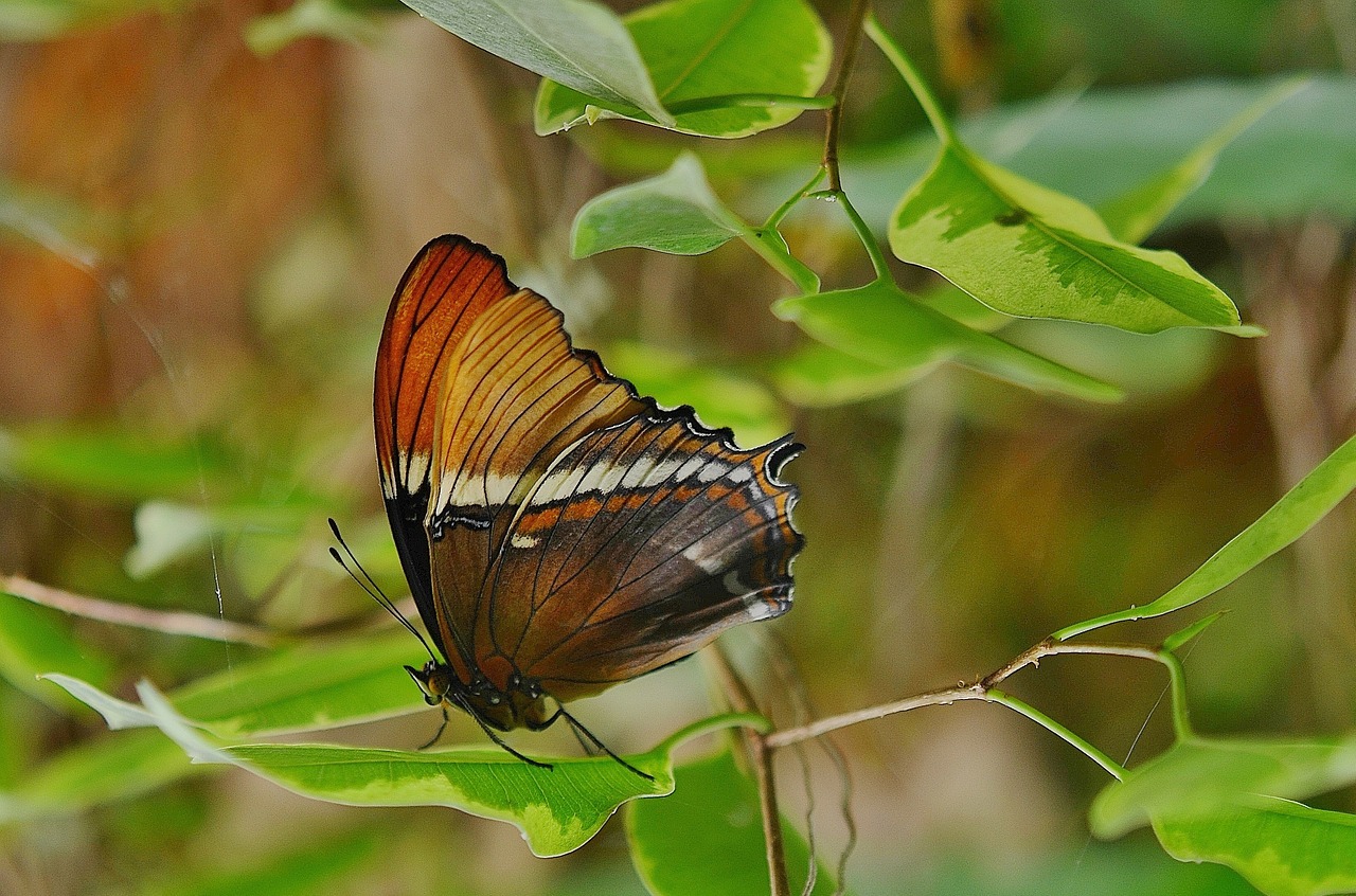 butterfly animal wing free photo