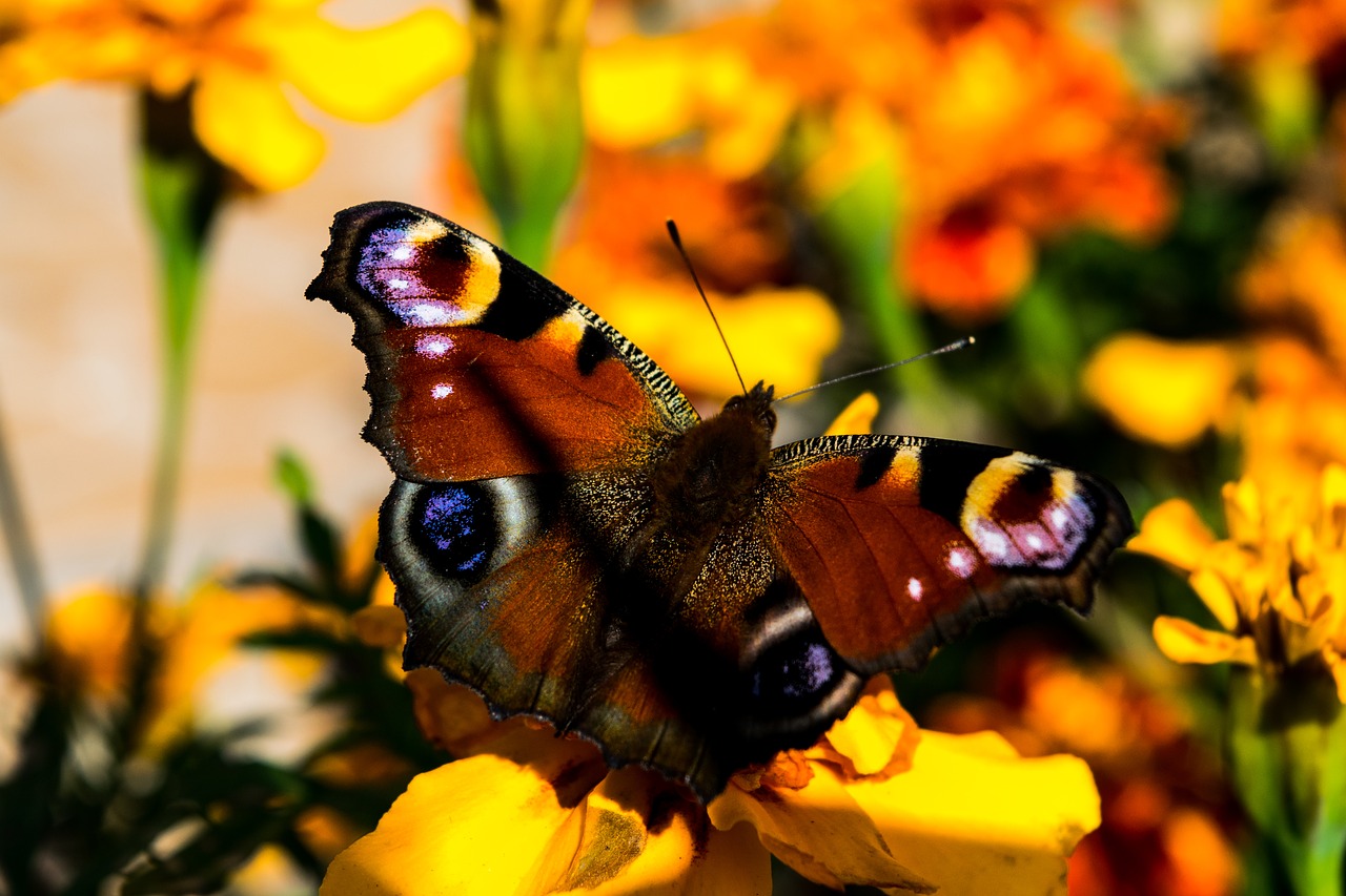 butterfly flowers wings free photo