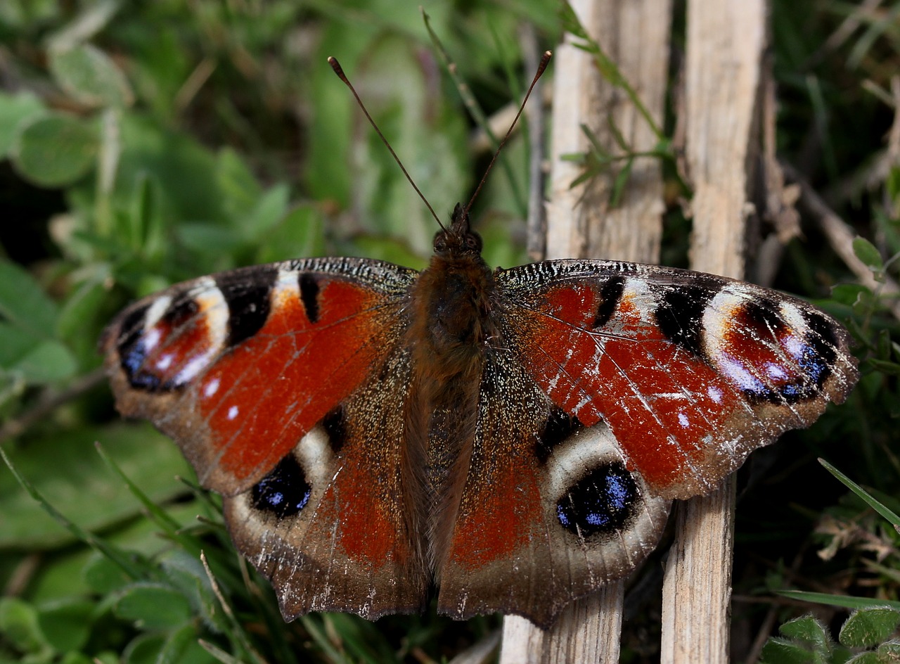 butterfly the eye of the peacock insecta free photo