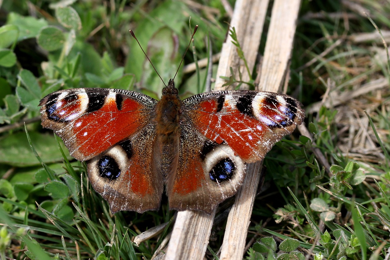 butterfly the eye of the peacock insecta free photo