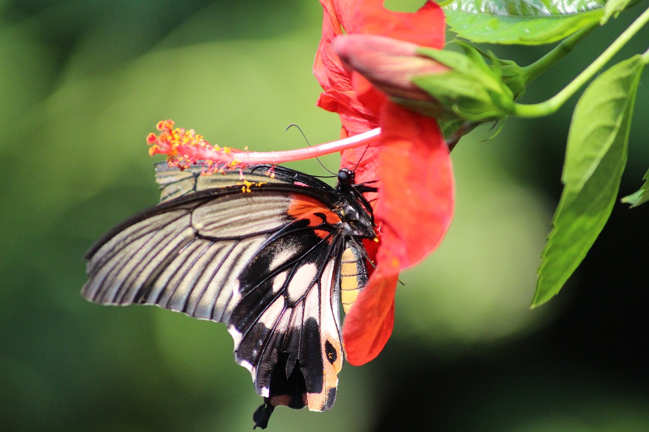 butterfly  nature  insect free photo