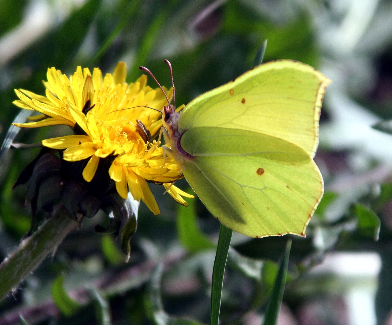 butterfly  yellow  insect free photo