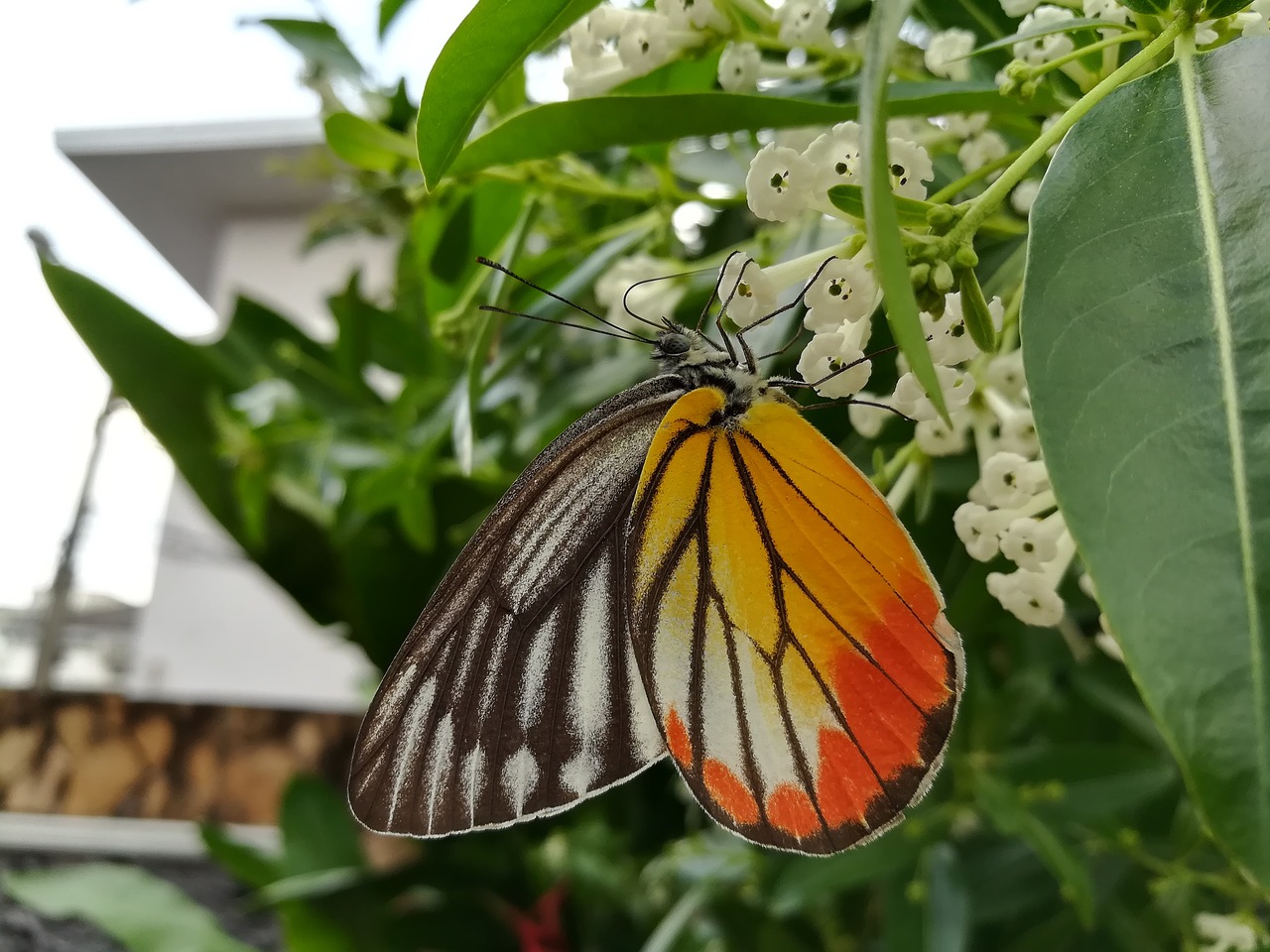 butterfly  flowers free pictures free photo