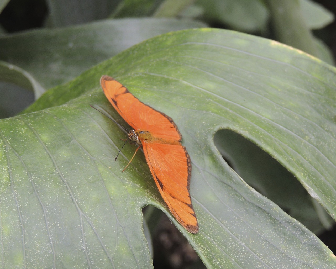 butterfly animal insect free photo