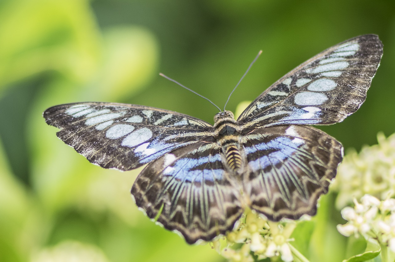 butterfly  nature  insect free photo