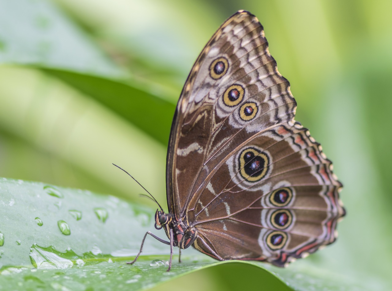 butterfly  nature  insect free photo