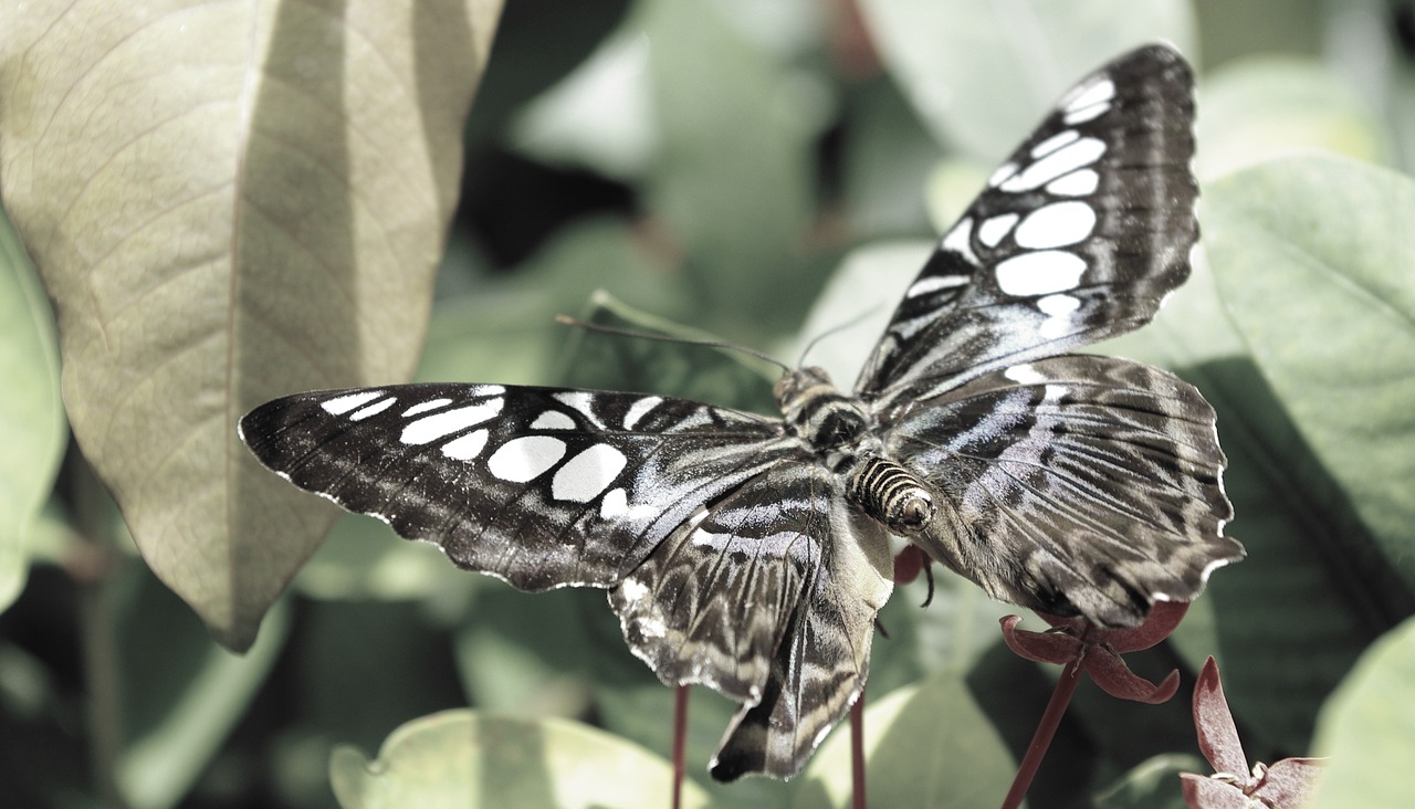 butterfly  insect  nature free photo