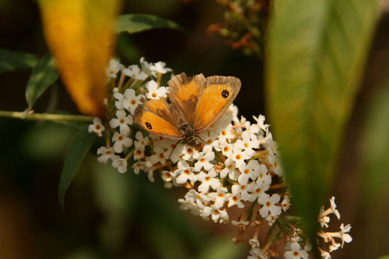 butterfly flower flora free photo