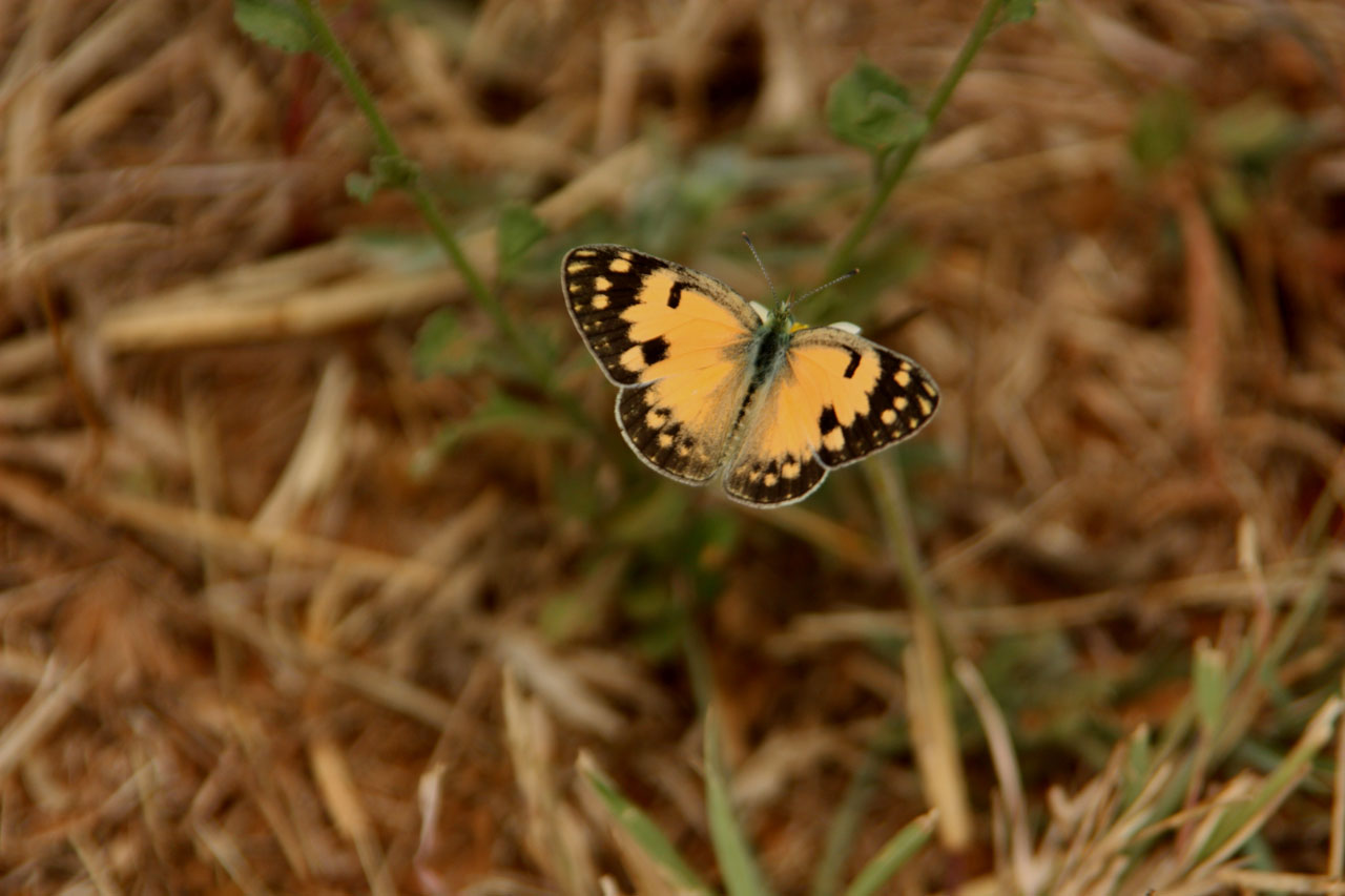 butterfly flower flora free photo