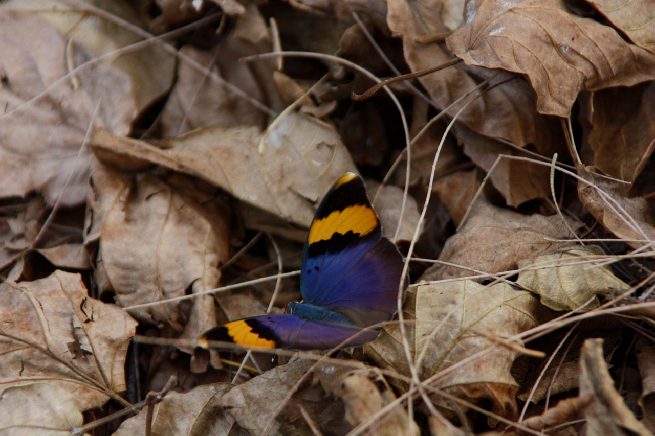 butterfly flower flora free photo