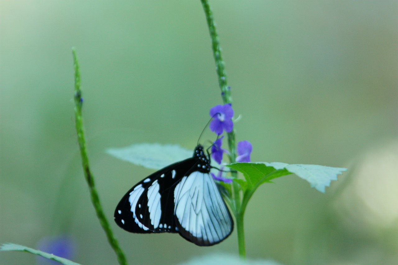 butterfly flower flora free photo