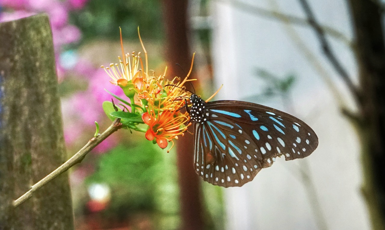 butterfly  feeding  plant free photo