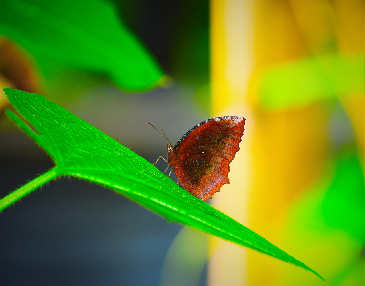 butterfly  insect  leaf free photo