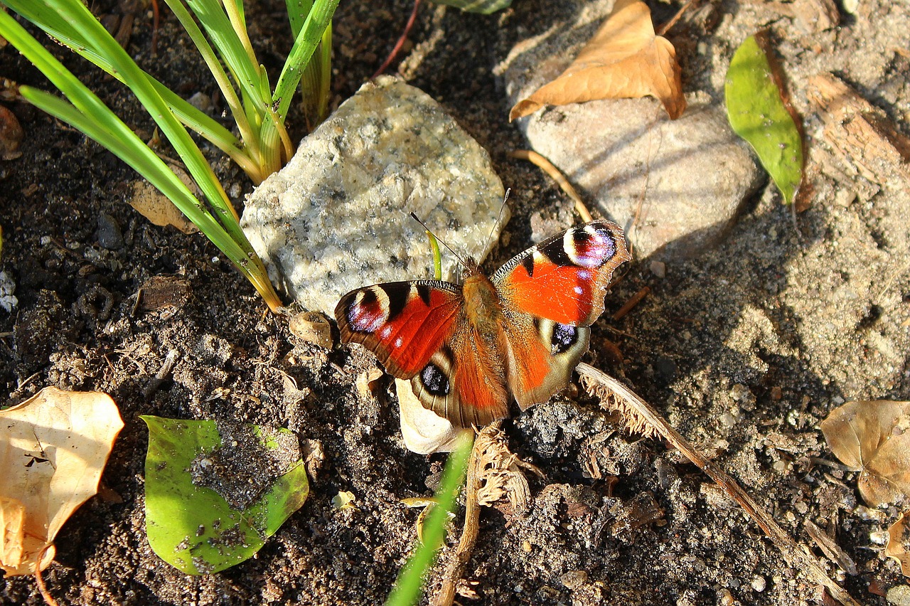 butterfly  painted peacock  spring free photo