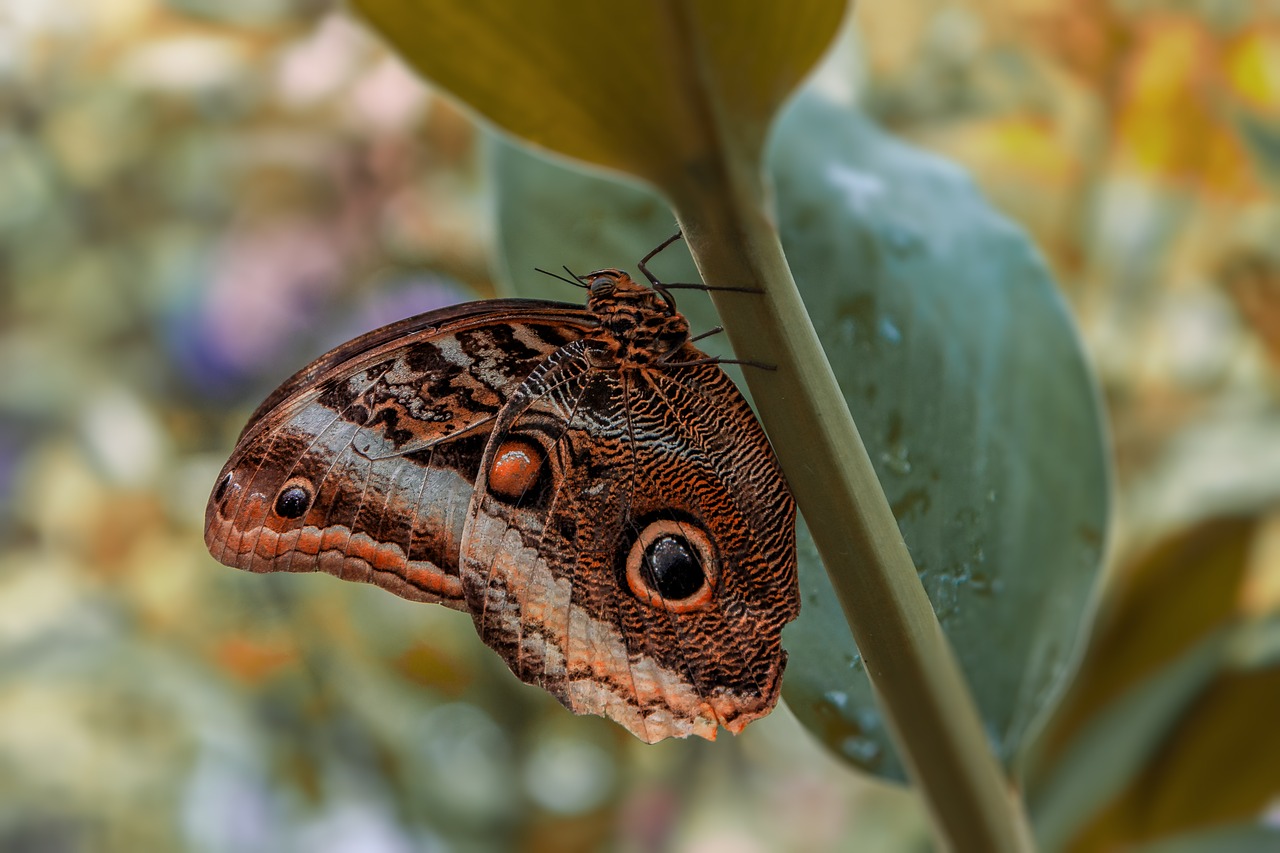 butterfly  no person  insect free photo