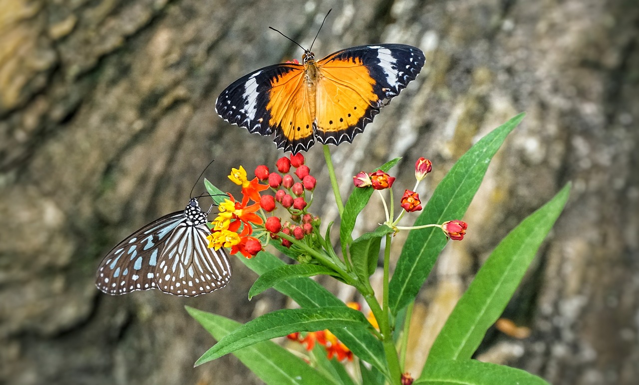 butterfly  feeding  flower free photo